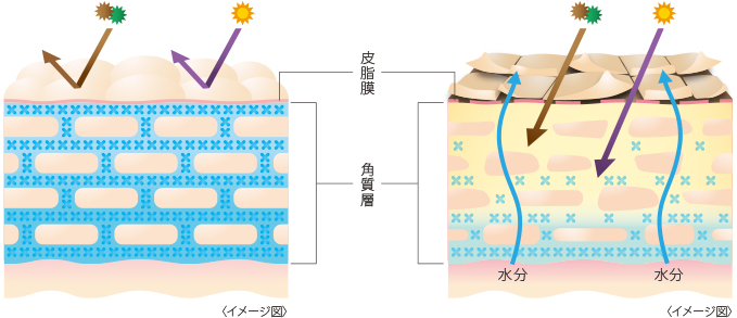 皮脂膜　角質層　イメージ図