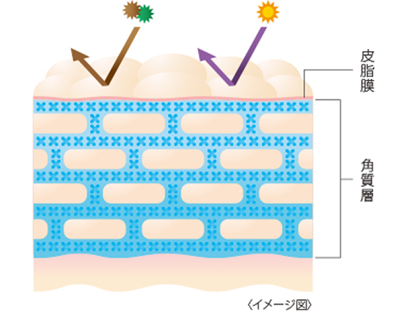 皮脂膜　角質層　イメージ図