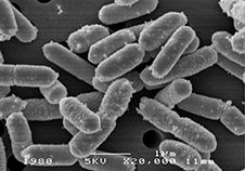 小林製薬では発酵研究の専門チームを立ち上げ徹底検証。