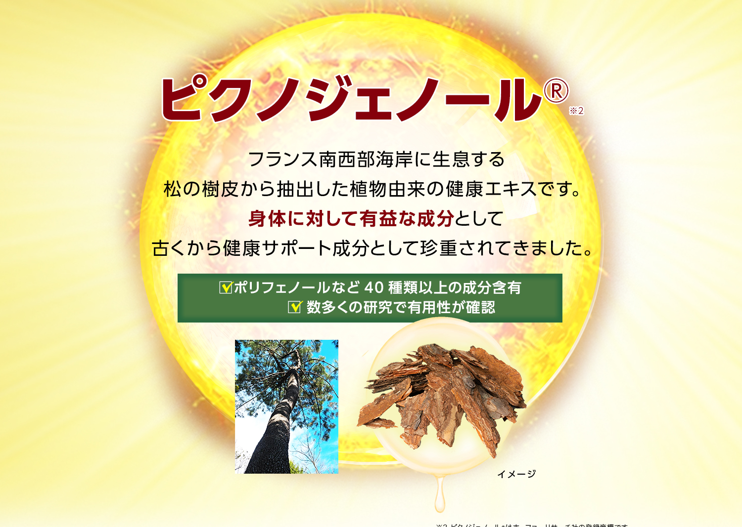 ピクノジェノール®※2 フランス南西部海岸に生息する松の樹皮から抽出した植物由来の健康エキスです。身体に対して有益な成分として古くから健康サポート成分として珍重されてきました。ポリフェノールなど40種類以上の成分含有数多くの研究で有用性が確認 ピクノジェノール®はホーファーリサーチ社の登録商標です。