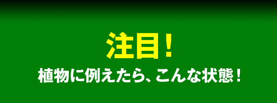 注目!植物に例えたら、こんな状態!