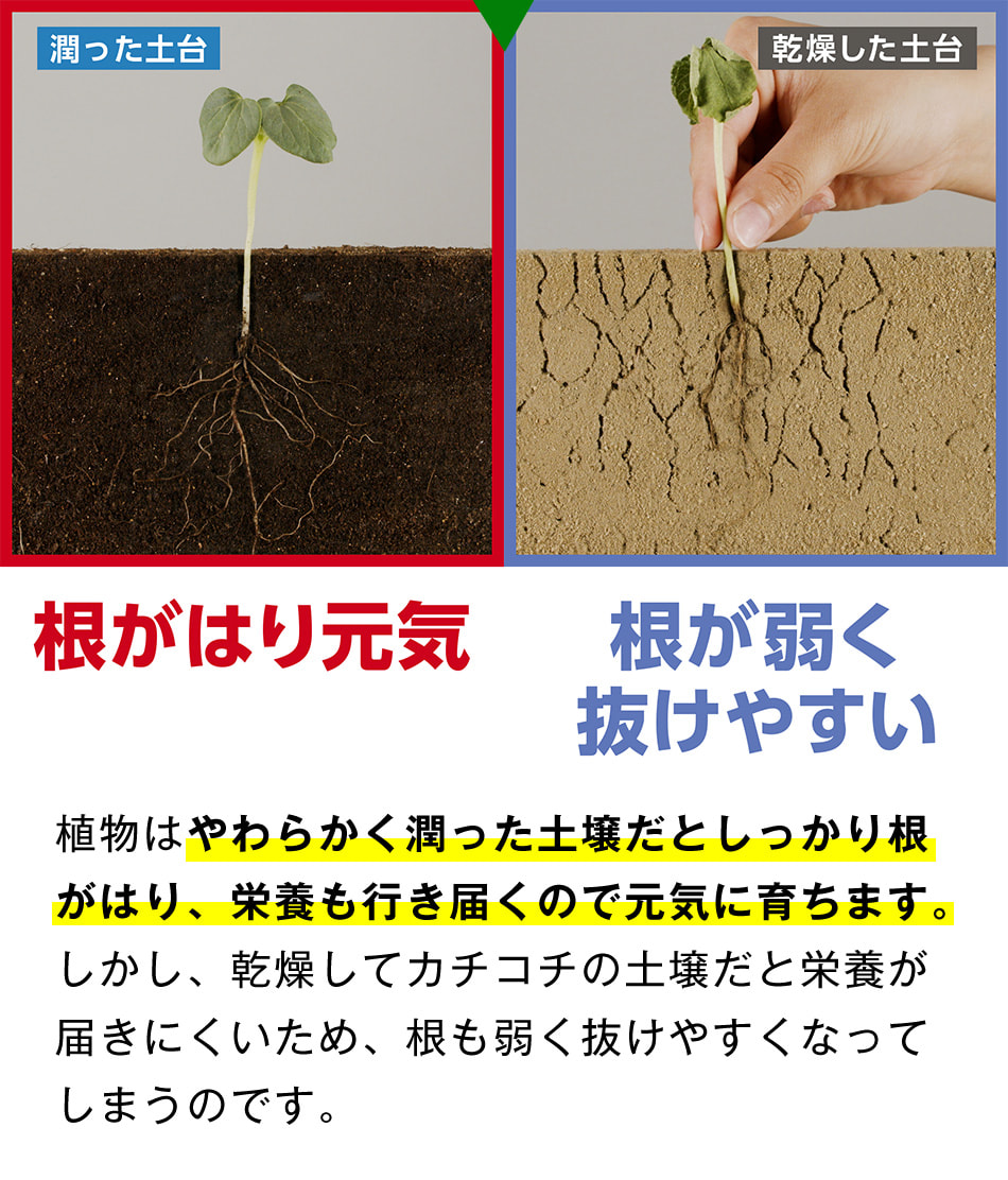 潤った土台 根がはり元気 乾燥した土台 根も弱く抜けやすい 植物はやわらかく潤った土壌だとしっかり根がはり、栄養も行き届くので、元気に育ちます。しかし、乾燥してカチコチの土壌だと栄養が届きにくいため、根も弱く抜けやすくなってしまうのです。