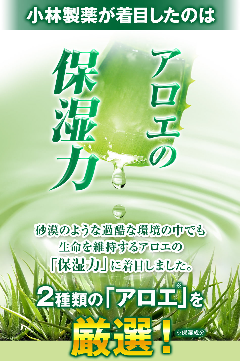 小林製薬が着目したのは アロエの保湿力 砂漠のような過酷な環境の中でも生命を維持するアロエの「保湿力」に着目しました。