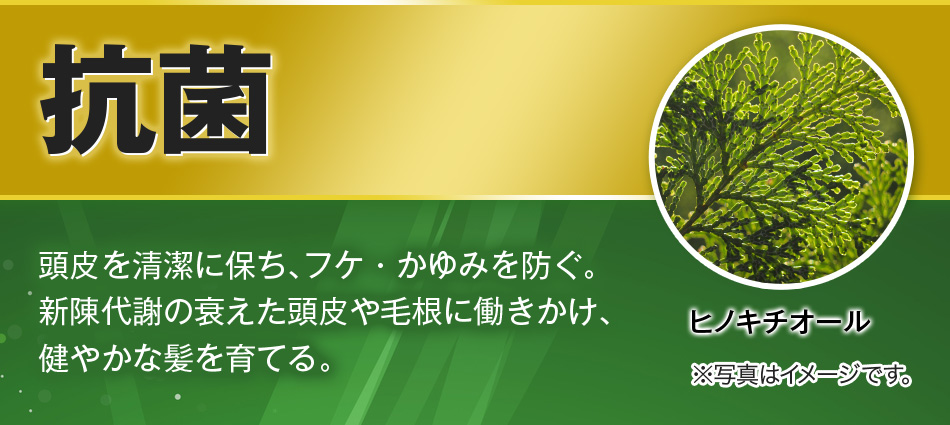 抗菌 頭皮を清潔に保ち、フケ・かゆみを防ぐ。新陳代謝の衰えた頭皮や毛根に働きかけ、健やかな髪を育てる。 ヒノキチオール ※写真はイメージです。