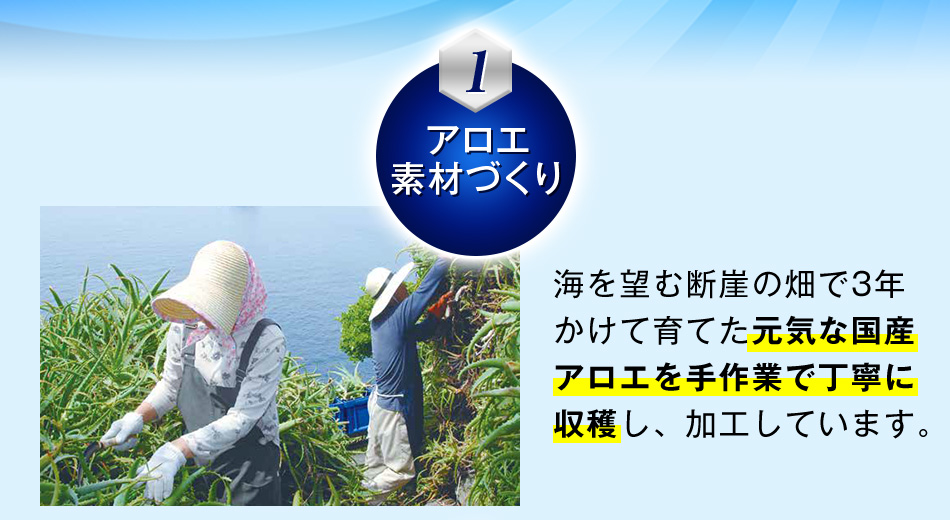 1.アロエ素材づくり 海を望む断崖の畑で3年かけて育てた元気な国産アロエを手作業で丁寧に収穫し、加工しています。