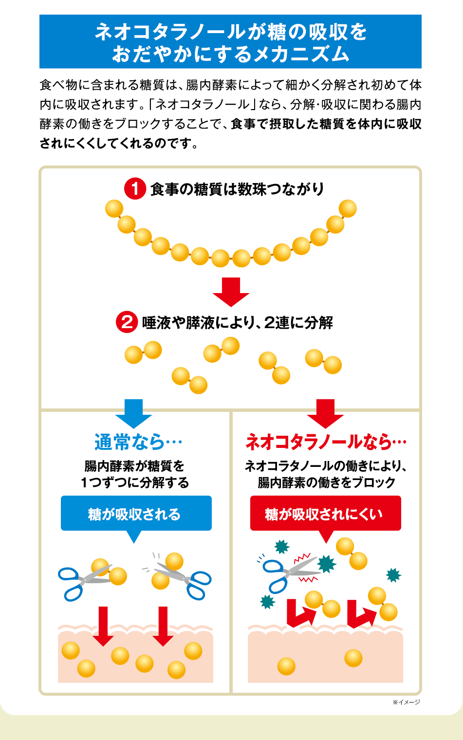 ネオコタラノールが糖の吸収をおだやかにするメカニズム　食べ物に含まれる糖質は、腸内酵素によって細かく分解され初めて体内に吸収されます。「ネオコタラノール」なら、分解・吸収に関わる腸内酵素の働きをブロックすることで、食事で摂取した糖質を体内に吸収されにくくしてくれるのです。