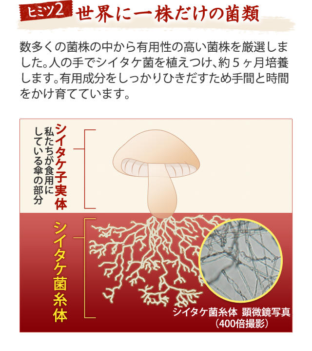 小林製薬のシイタケ菌糸体配合製品「シイタゲンα」 | 小林製薬の 小林製薬のシイタケ菌糸体配合製品「シイタゲンα」 | 小林製薬の