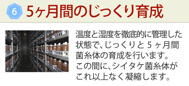 小林製薬のシイタケ菌糸体配合製品「シイタゲンα」 | 小林製薬の 小林製薬のシイタケ菌糸体配合製品「シイタゲンα」 | 小林製薬の